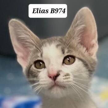 Elias -  Domestic Short Hair Cat for Adoption in Morganton, North Carolina - Elias | PetCurious