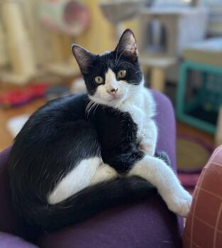 Rescue Domestic Short Hair Cats for Adoption in Norwalk, Connecticut - Brayden | PetCurious