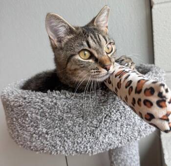 Domestic Short Hair Cats Available for Adoption in Dalton, Georgia - Haze | PetCurious