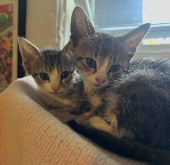 Lemon & Lime -  Tabby Cat for Adoption in Closter, New Jersey - Lemon & Lime | PetCurious