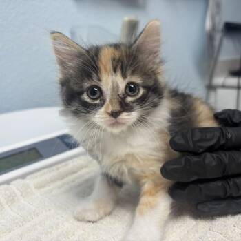 Streusel -  Domestic Long Hair Cat for Adoption in Riverside, California - Streusel | PetCurious