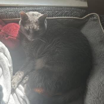 Domestic Short Hair Cats Available for Adoption - Guy Fieri | PetCurious