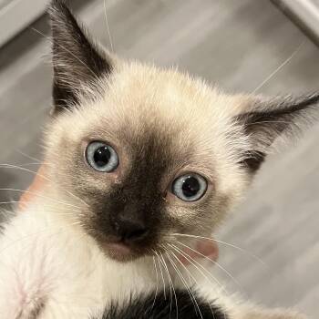 Sienna -  Siamese Cat for Adoption in Santa Ana, California - Sienna | PetCurious