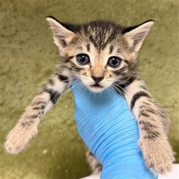 KIA -  Domestic Short Hair Cat for Adoption in Riverside, California - KIA | PetCurious