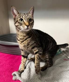 Rescue Domestic Short Hair Cats for Adoption in Hutchinson, Minnesota - Crystal | PetCurious