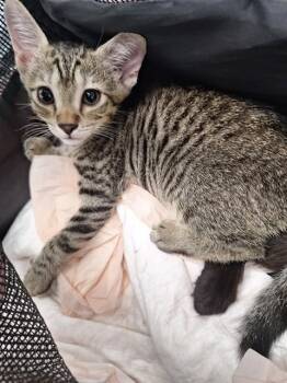 SUSSY -  Domestic Short Hair Cat for Adoption in Fort Lauderdale, Florida - SUSSY | PetCurious