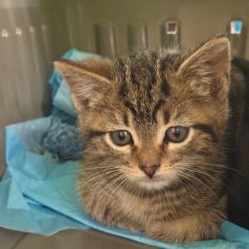 Goldfish -  Domestic Short Hair Cat Available for Adoption in Fenton, Michigan - Goldfish | PetCurious
