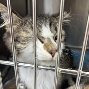 Domestic Short Hair Cats Available for Adoption - Hedgehog | PetCurious