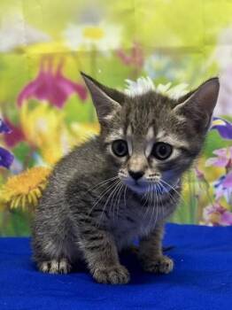 Tatum -  Domestic Short Hair Cat for Adoption in San Antonio, Texas - Tatum | PetCurious