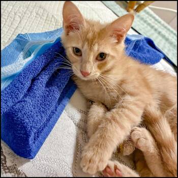 Domestic Short Hair and Tabby Cats Available for Adoption in Roswell, Georgia - Dodge | PetCurious