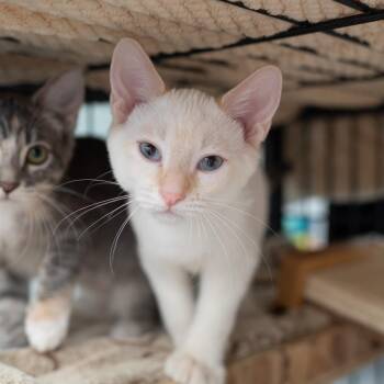 Fredrick -  Extra Toes Cat Hemingway Polydactyl and Siamese Cat for Adoption in Los Angeles, California - Fredrick | PetCurious