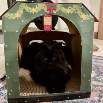 Onyx -  Domestic Long Hair Cat Available for Adoption in Oyster Bay, New York - Onyx | PetCurious