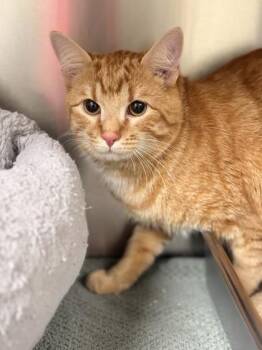 Domestic Short Hair Cats Available for Adoption in Memphis, Tennessee - Saturn | PetCurious