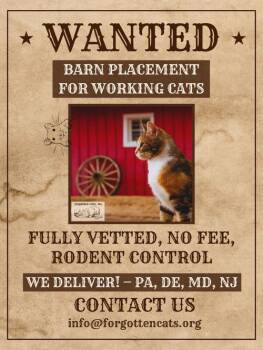Raven #3 (FCID# 07/06/2026 - 54 Trainer) -  Domestic Short Hair Cat for Adoption in Greenville, Delaware - Raven #3 (FCID# 07/06/2026 - 54 Trainer) | PetCurious