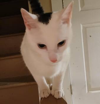 Domestic Short Hair Cats Available for Adoption - Riot | PetCurious