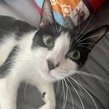 Bessie Houston -  Domestic Short Hair Cat for Adoption in Denver, Colorado - Bessie Houston | PetCurious