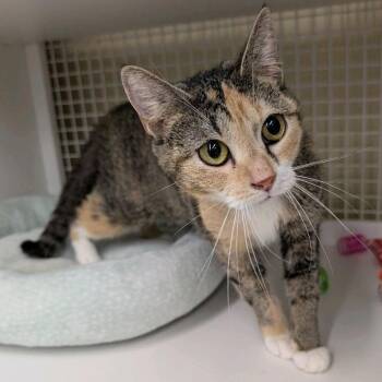 Timber -  Domestic Short Hair Cat for Adoption in Buffalo, New York - Timber | PetCurious