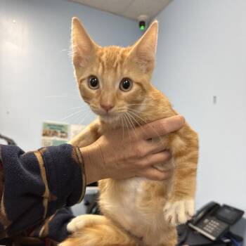 Georgie -  Domestic Short Hair Cat for Adoption in Wahiawa, Hawaii - Georgie | PetCurious