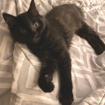 Rescue Domestic Long Hair Cats for Adoption in Washougal, Washington - Olic | PetCurious