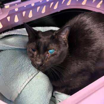 Domestic Short Hair Cats Available for Adoption - Midnight | PetCurious