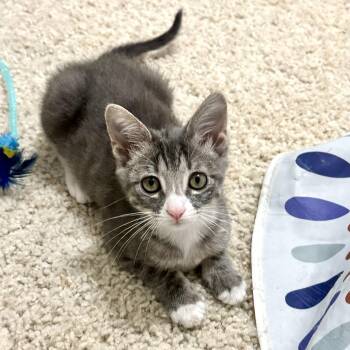 Chunk -  Domestic Short Hair Cat for Adoption in Houston, Texas - Chunk | PetCurious