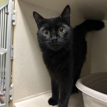 Max -  Domestic Medium Hair Cat for Adoption in Conway, New Hampshire - Max | PetCurious