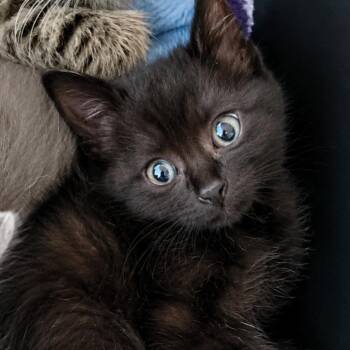 Sabrina -  Domestic Short Hair Cat for Adoption in Keizer, Oregon - Sabrina | PetCurious