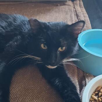 Domestic Medium Hair Cats Available for Adoption in Hemet, California - Scooby | PetCurious