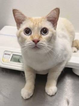 Domestic Short Hair Cats Available for Adoption in West Chester, Pennsylvania - Sammy | PetCurious