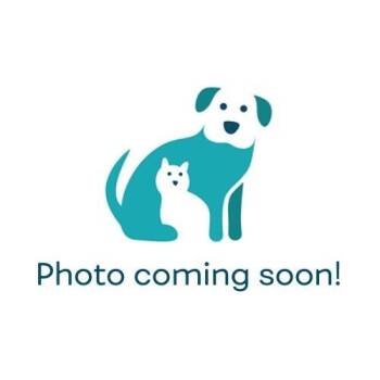 Domestic Short Hair Cats Available for Adoption - Emmy | PetCurious