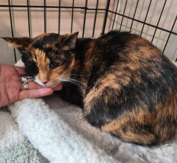 Thomasina -  Domestic Short Hair Cat for Adoption in Hampstead, North Carolina - Thomasina | PetCurious