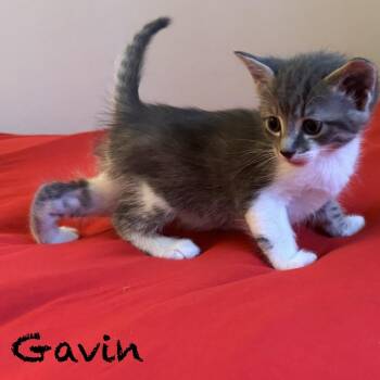 Domestic Short Hair Cats Available for Adoption in Peachtree City, Georgia - Gavin | PetCurious