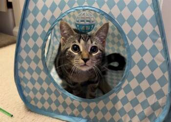 SMUDGE -  Domestic Short Hair Cat for Adoption in Charlotte, North Carolina - SMUDGE | PetCurious