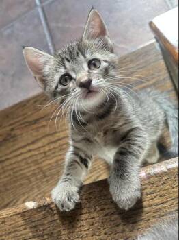 Rescue Tabby and Domestic Short Hair Cats for Adoption in Liverpool, Texas - Rose | PetCurious