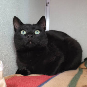 Rescue Domestic Short Hair Cats for Adoption in Chattanooga, Tennessee - Cuddlefish (Echo) | PetCurious