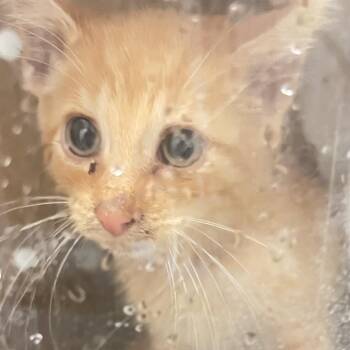 Chalmer -  Domestic Short Hair Cat for Adoption in Philadelphia, Pennsylvania - Chalmer | PetCurious