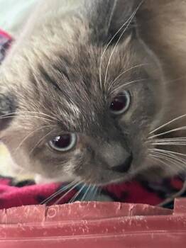 Siamese Cats Available for Adoption in Dayton, Minnesota - Belle | PetCurious