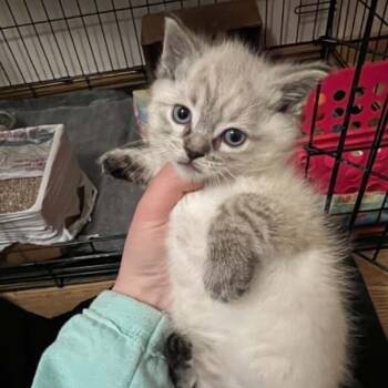 Patrica -  Domestic Short Hair Cat for Adoption in Wadena, Minnesota - Patrica | PetCurious