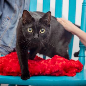 Mamango -  Domestic Short Hair Cat for Adoption in Los Angeles, California - Mamango | PetCurious