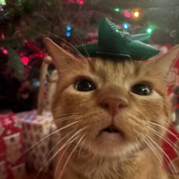 Goose -  Domestic Short Hair Cat for Adoption in Sandy Springs, Georgia - Goose | PetCurious