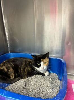 Rescue Domestic Short Hair Cats for Adoption in Marietta, Georgia - Toast | PetCurious