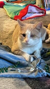 Captain Morgan -  Domestic Short Hair Cat for Adoption in Chicago, Illinois - Captain Morgan | PetCurious