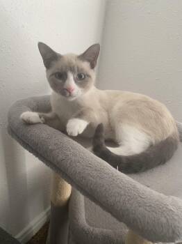 Rescue Snowshoe Cats for Adoption in Humble, Texas - Haiku | PetCurious