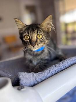 Mr. Zulu -  Domestic Medium Hair Cat for Adoption - Mr. Zulu | PetCurious