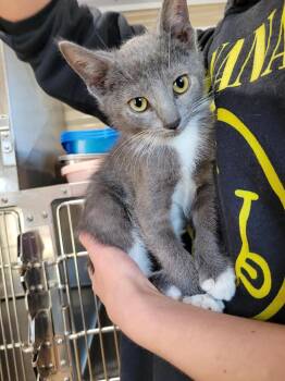 Domestic Short Hair Cats Available for Adoption - Stimpy | PetCurious