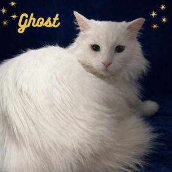 Turkish Van Cats Available for Adoption - Ghost-A Friendly, Loving Spirit | PetCurious