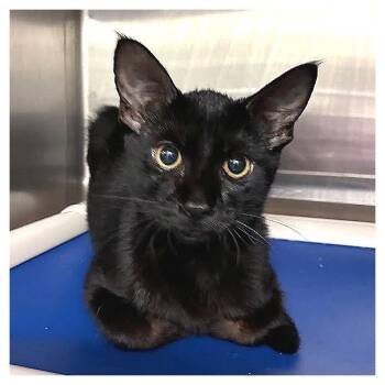 My Little Tony -  Domestic Short Hair Cat for Adoption in Los Angeles, California - My Little Tony | PetCurious