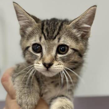 Domestic Short Hair Cats Available for Adoption in Fresno, California - Alex | PetCurious