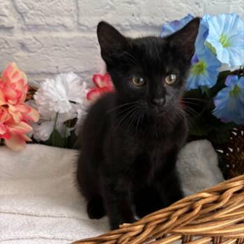 Vasily -  Domestic Short Hair Cat for Adoption in Harrisonburg, Virginia - Vasily | PetCurious