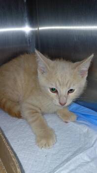 Bramble -  Domestic Short Hair Cat for Adoption in Cincinnati, Ohio - Bramble | PetCurious